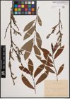 Foto von Salix cinerea L. x Salix purpurea L.